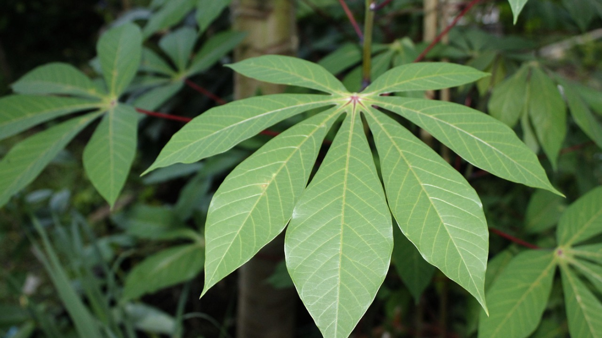 The LBS Nigeria Cassava Investment Accelerator: Stimulating Nigeria’s Industrial Transformation