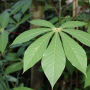 The LBS Nigeria Cassava Investment Accelerator: Stimulating Nigeria’s Industrial Transformation